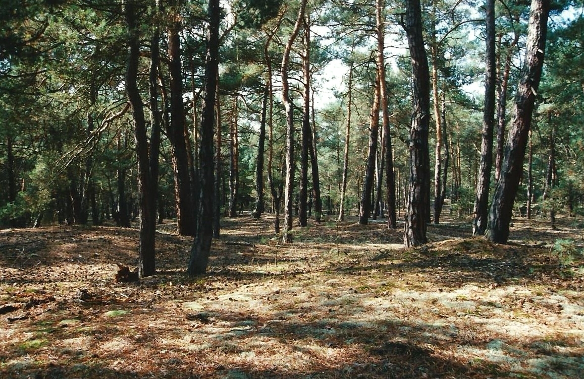 Hanebutt Flechten Kiefernwald im Heers