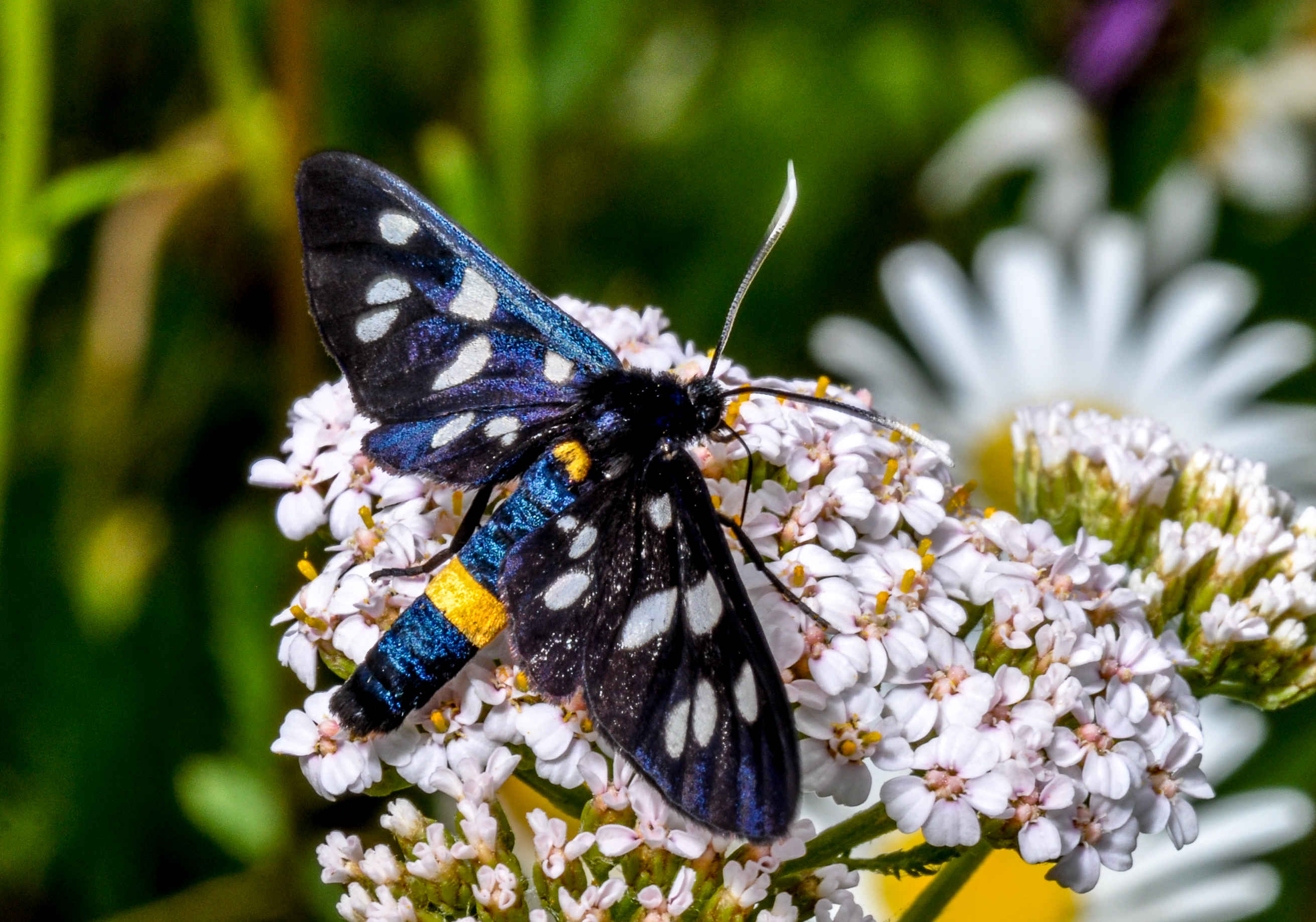 Weißflecken-Widderchen auf Schafgarbenblüte Amatis phegea 01 klein