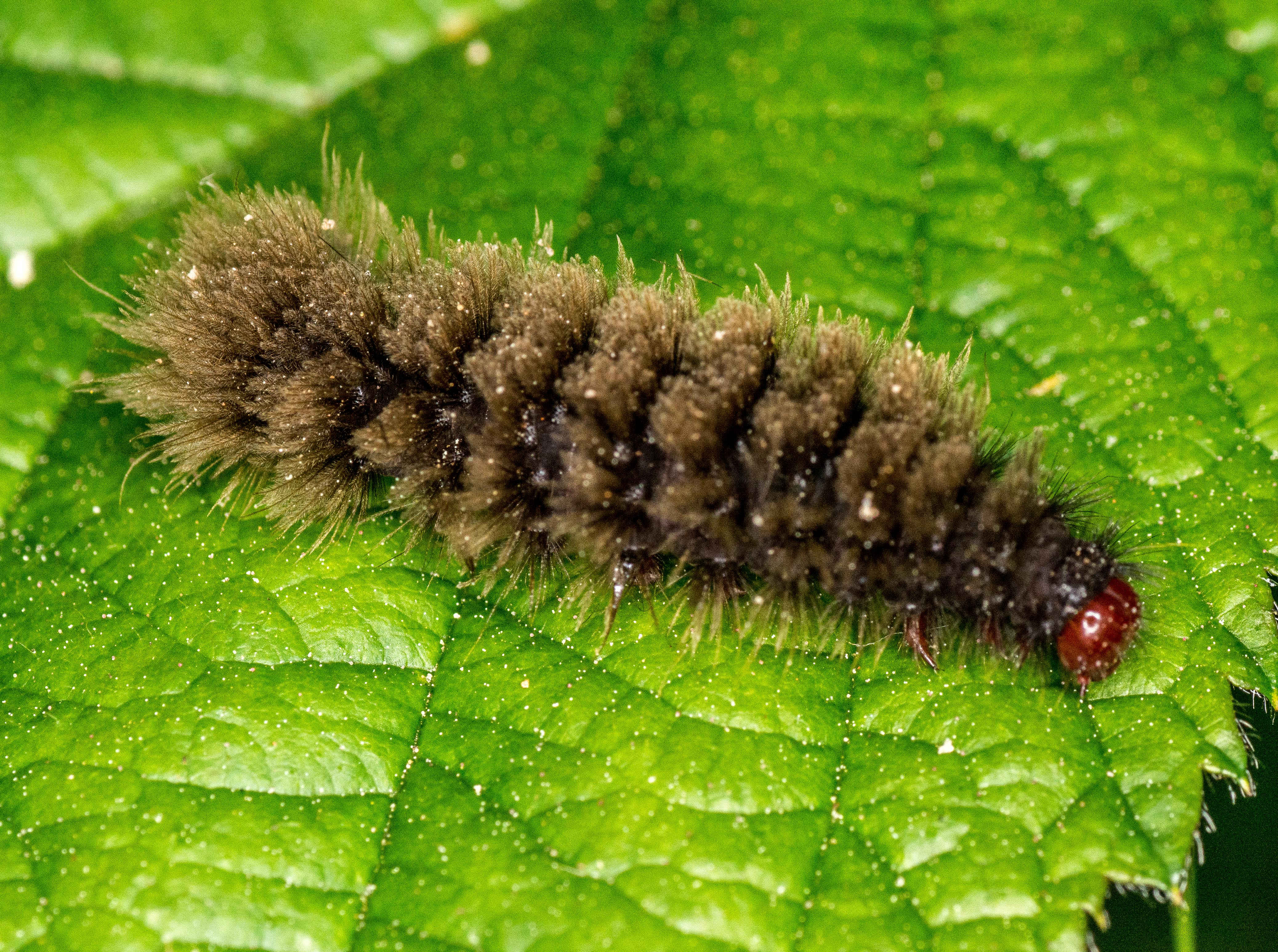 Raupe des Weißfleck-Widderchens Amatis phegea 03 klein