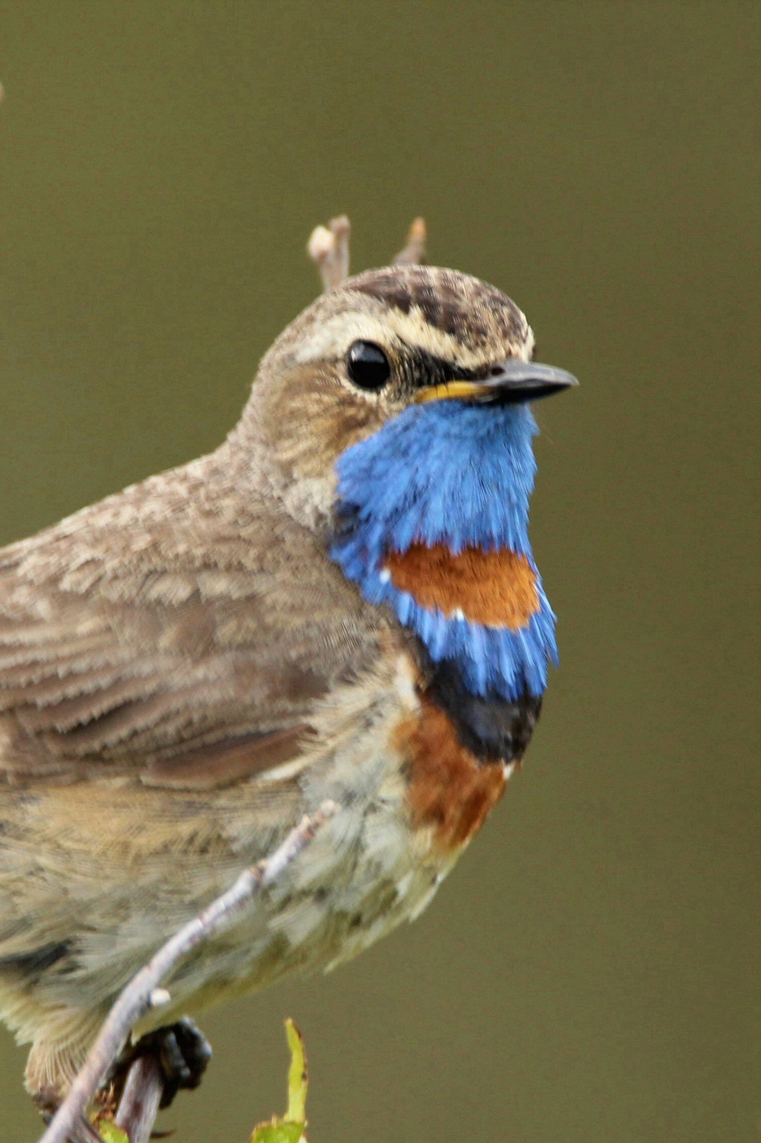 Ornithologie und Naturschutz