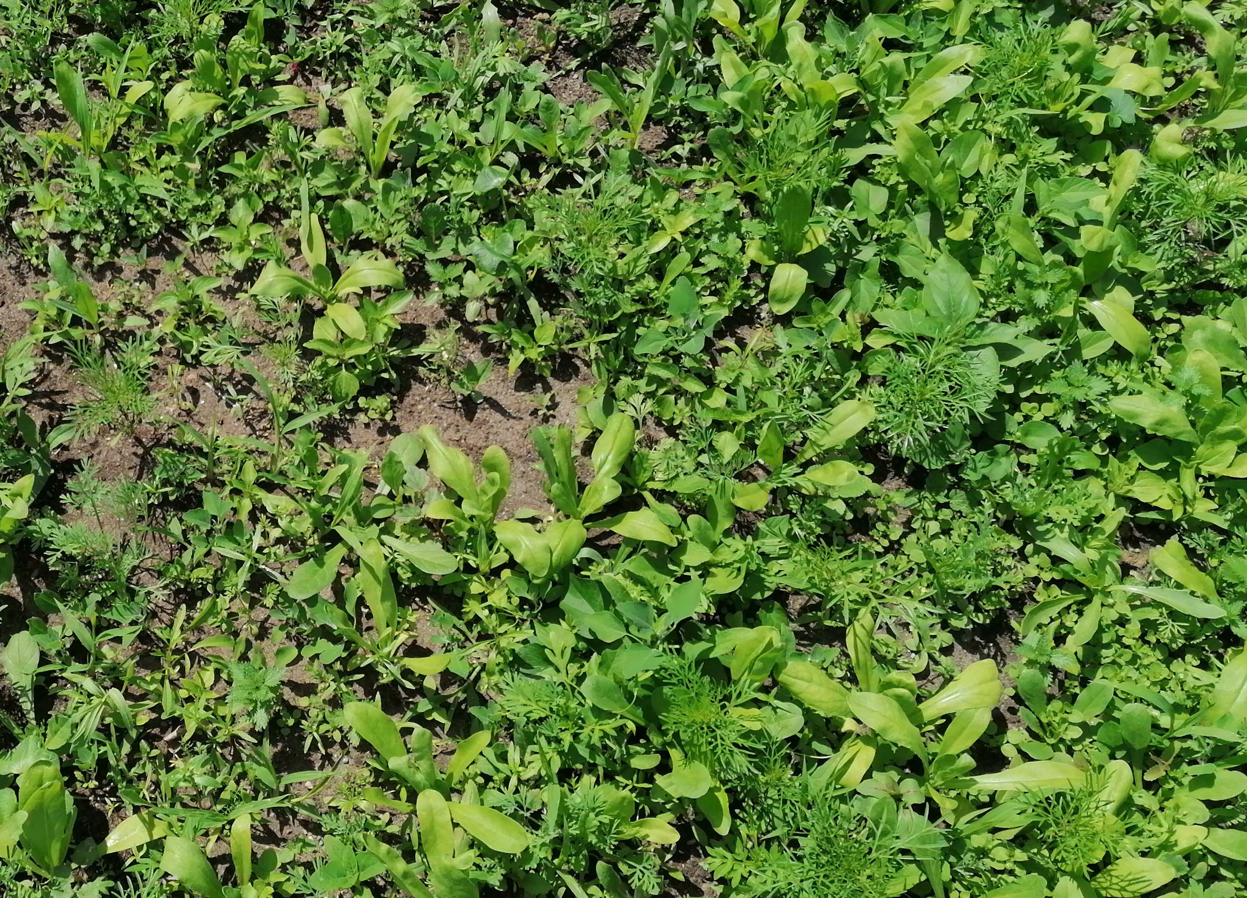 Blumenzauber 19 07 2022 A