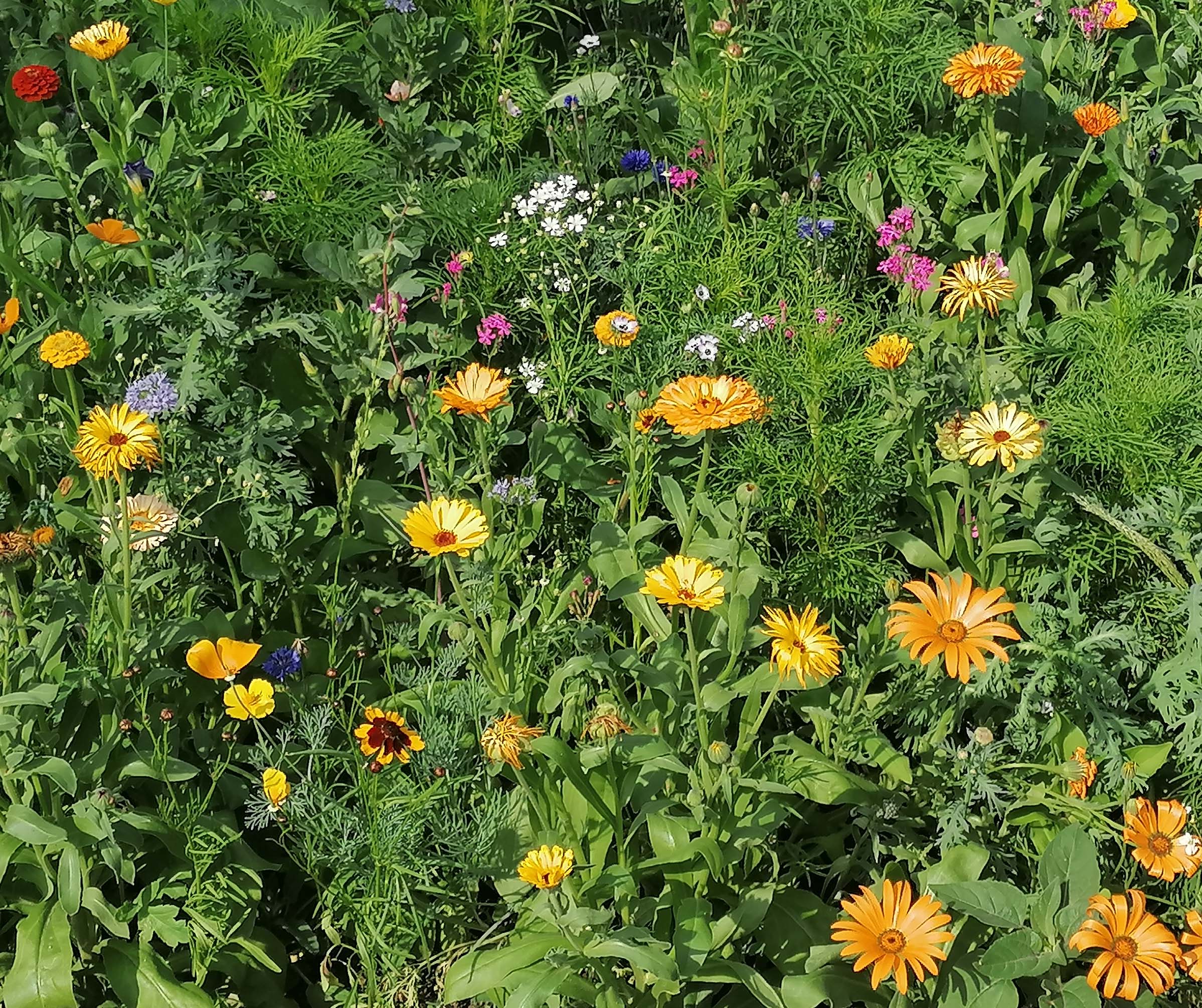 Blumenzauber 1 18 08 2022 A