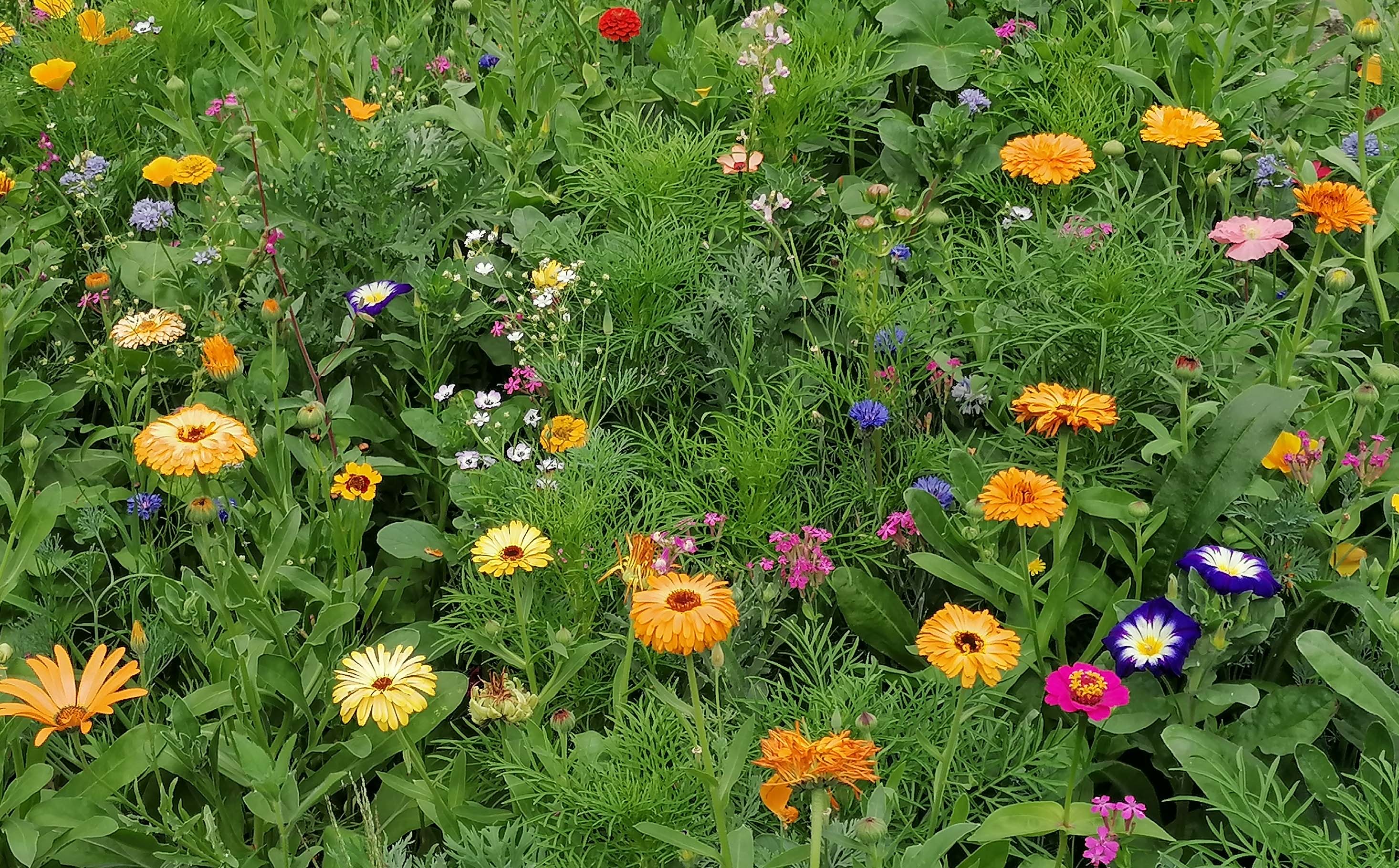 Blumenzauber 2 18 08 2022 A